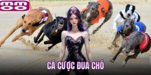 Cá Cược Đua Chó Tại MMOO Từ Luật Chơi Đến Chiến Thuật