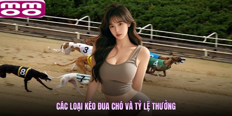 Các loại kèo đua chó cho thành viên chọn tại MMOO