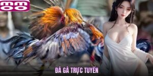 Đá Gà Trực Tuyến Tại MMOO - Tụ Điểm Luôn Được Ưu Tiên