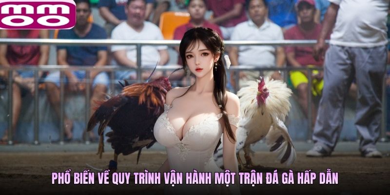 Phổ biến về quy trình vận hành một trận đá gà hấp dẫn